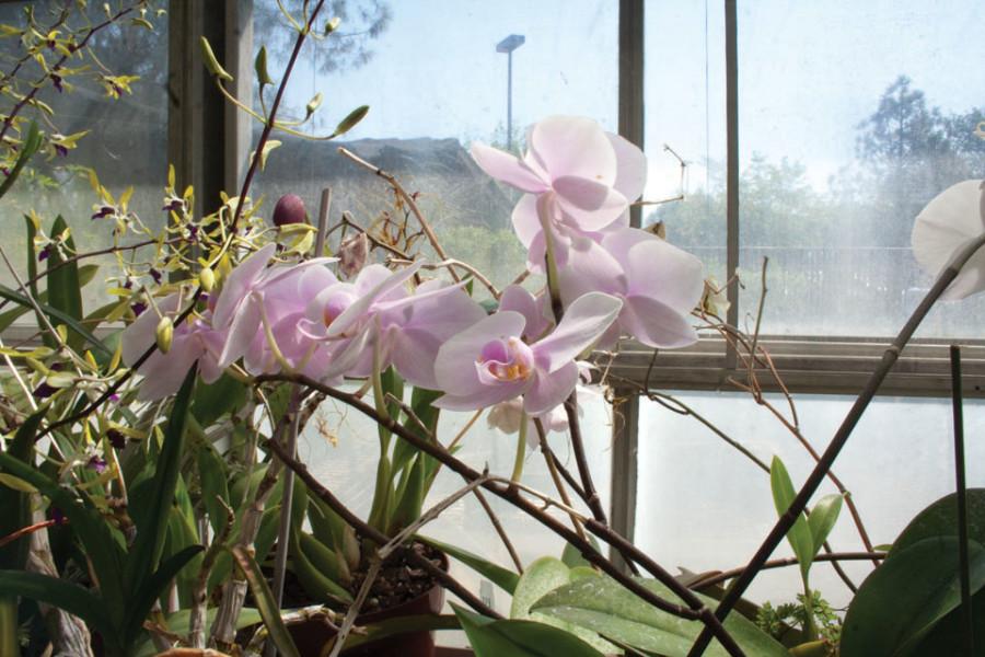 The Botanical Garden highlights a mixture of botanical flowers and plants