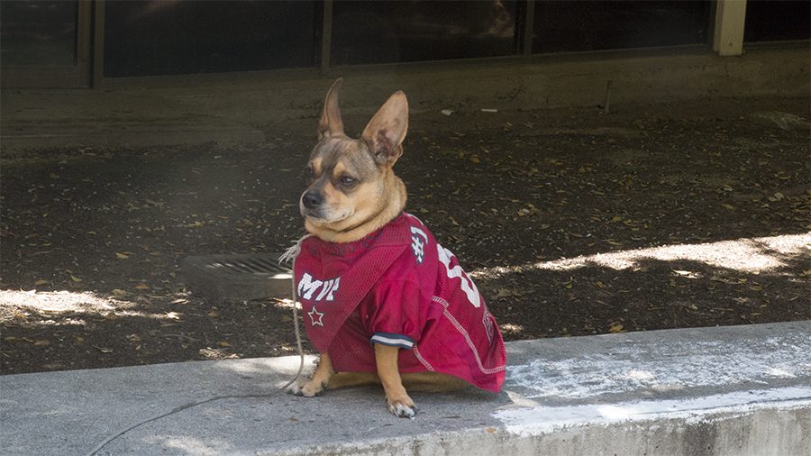 Zapata, a dog famously known at Fresno City College through his owner, Larry Rodriguez, went missing Wednesday morning. 