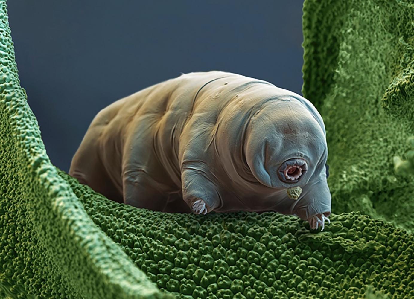 While microscopic, the tardigrade can withstand extreme conditions and still live.