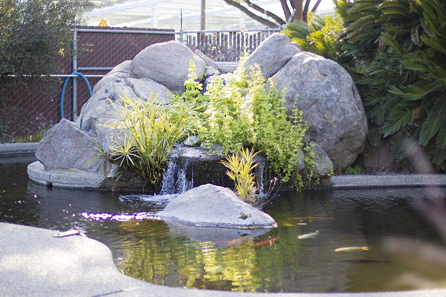 The Koi Pond at Fresno City College on Tuesday Jan. 23, 2018. 