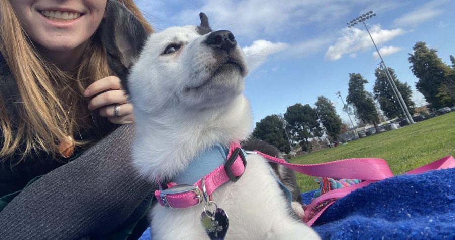 Alexis Garcia poses with her picture perfect pup, poised to play in the park.